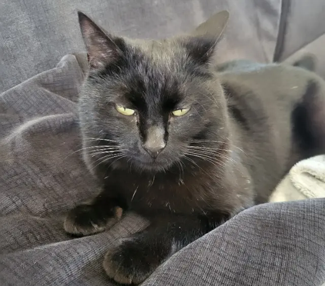 chatte lost   44620 La Montagne Shadow