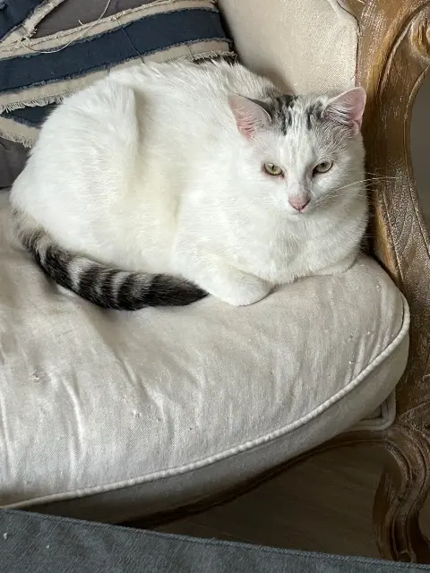 chatte lost   44140 Montbert Shantou
