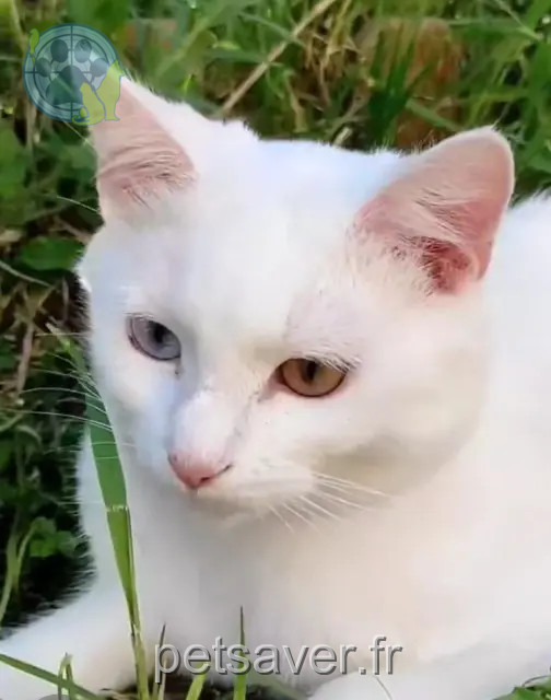 kat vermist 44380 Pornichet Shiva kat lost 44380 Pornichet Shiva