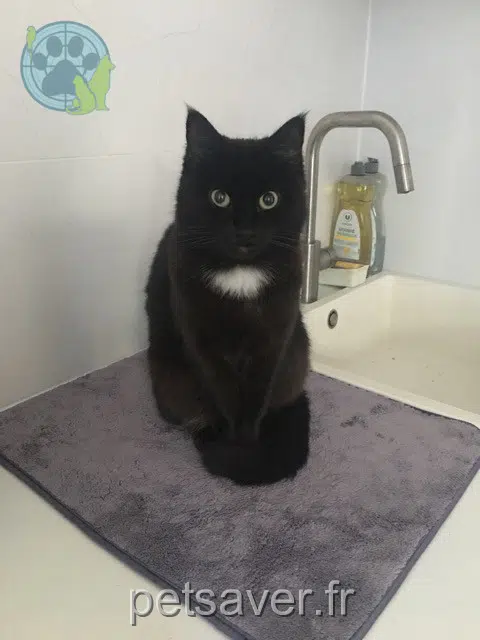 Katze vermisst 44600 Saint-Nazaire Sidonie Katze lost 44600 Saint-Nazaire Sidonie