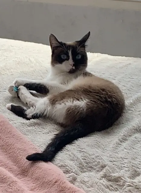 chatte perdue 44860 Pont-Saint-Martin Sissi chatte lost 44860 Pont-Saint-Martin Sissi