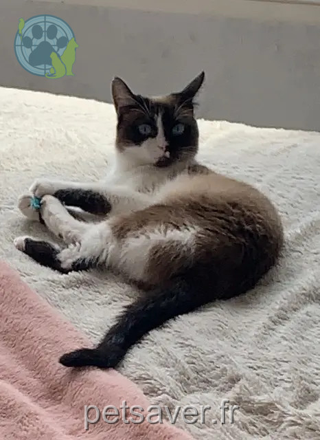 cat lost 44860 Pont-Saint-Martin Sissi cat lost 44860 Pont-Saint-Martin Sissi