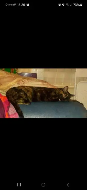 chatte lost   44600 Saint-Nazaire Smala