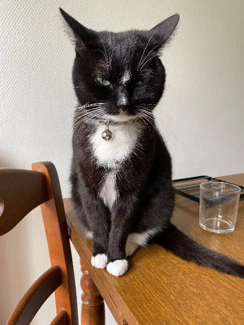 chatte lost   44140 Remouillé Soquette