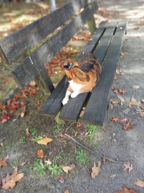 chatte lost   44240 La Chapelle-sur-Erdre Speedie