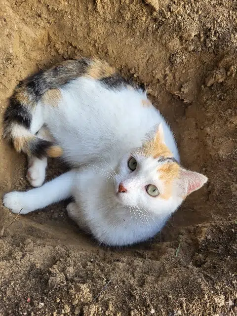 chatte lost   44330 Vallet Stella