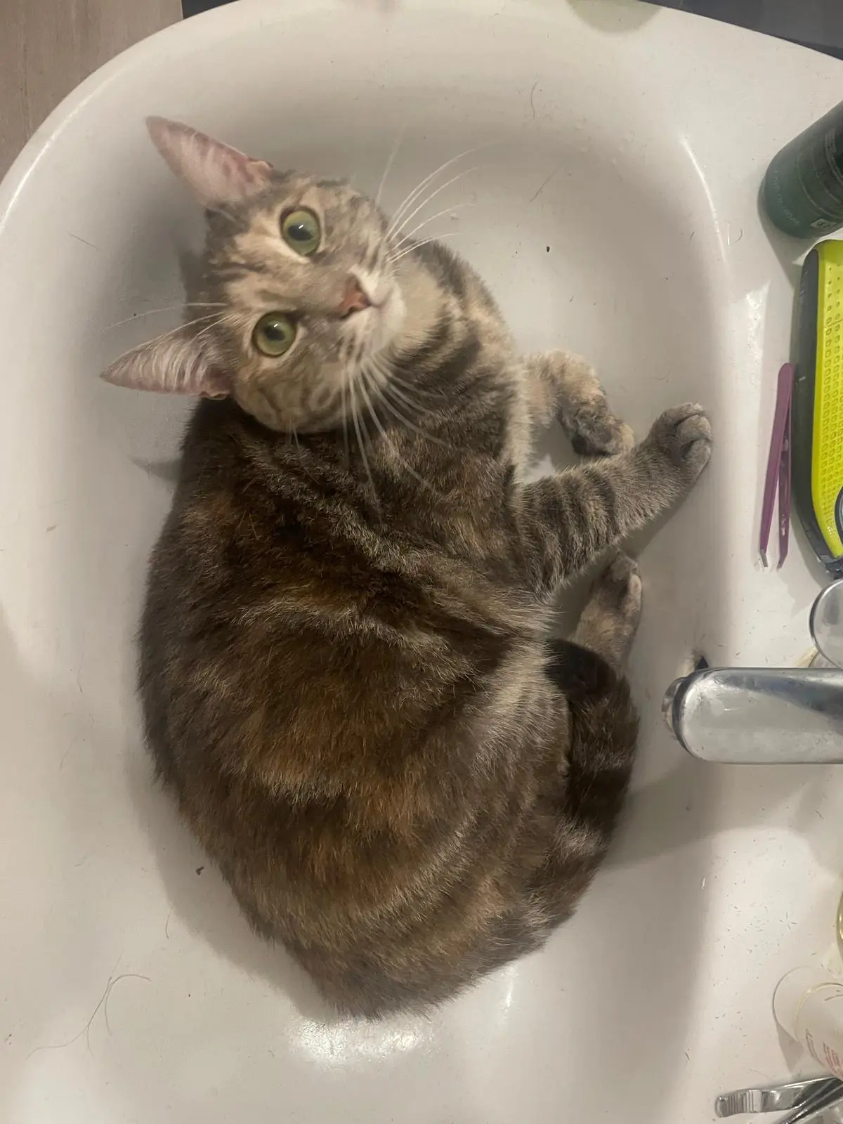 Chatte Perdue 44 Loire-Atlantique - Suki Chatte Perdue 44 Loire-Atlantique - Suki