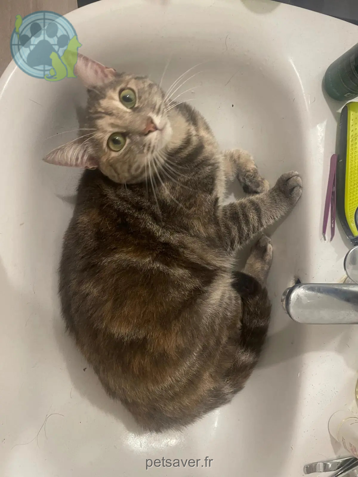 Chatte Perdue 44 Loire-Atlantique - Suki Chatte Perdue 44 Loire-Atlantique - Suki