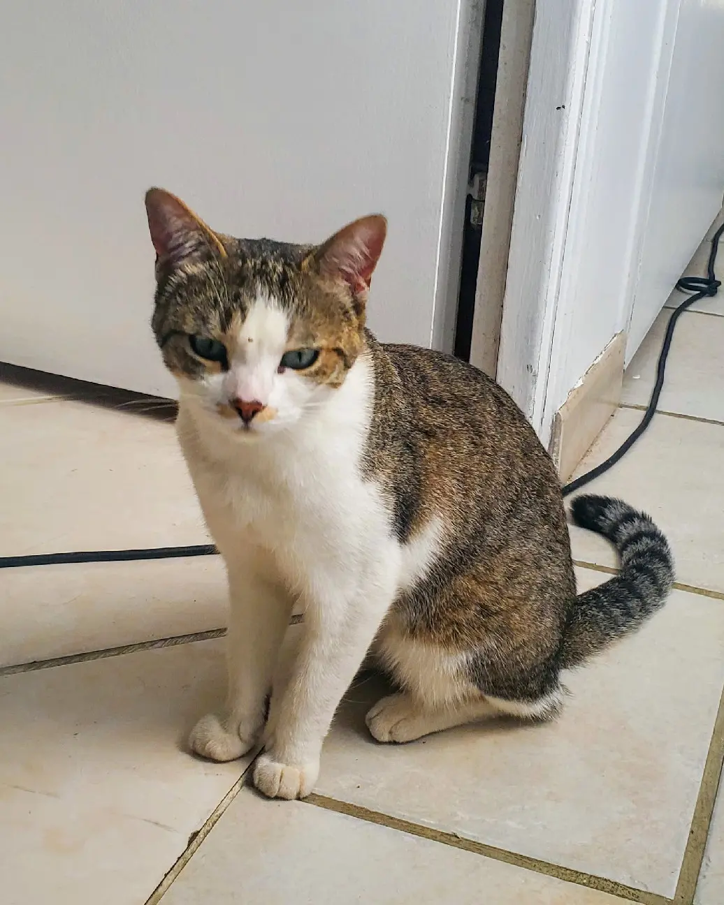 Chatte Perdue 44 Loire-Atlantique - Sweetie Chatte Perdue 44 Loire-Atlantique - Sweetie