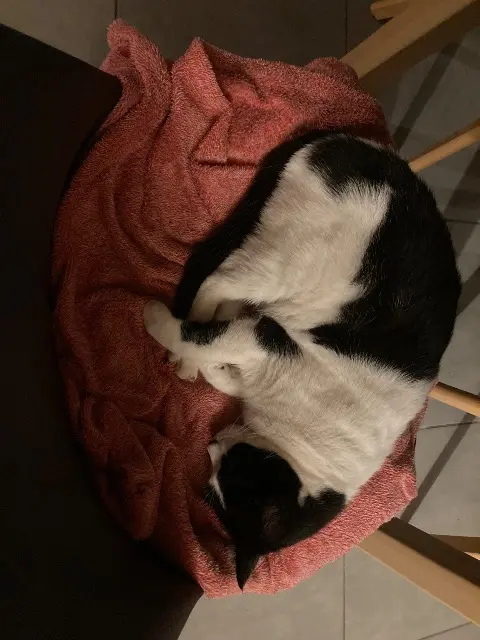 chatte lost   44130 Blain Tartine