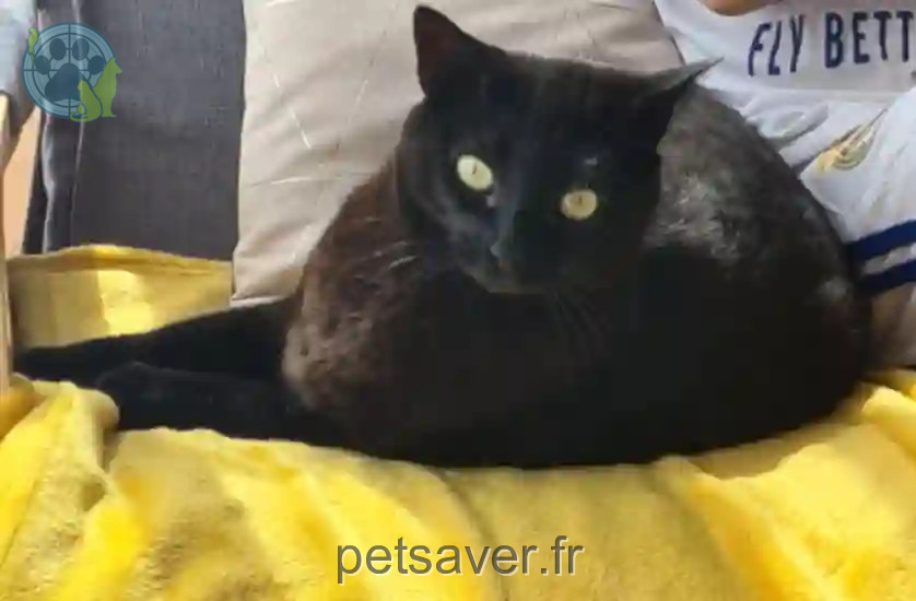 Chatte Perdue 44 Loire-Atlantique - Tchina Chatte Perdue 44 Loire-Atlantique - Tchina