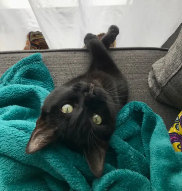 chatte lost   44700 Orvault Tefnout
