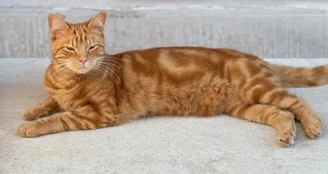 chatte lost   44590 Lusanger Tempête