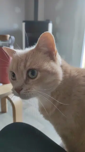 chatte lost   44130 Fay-de-Bretagne Thaï