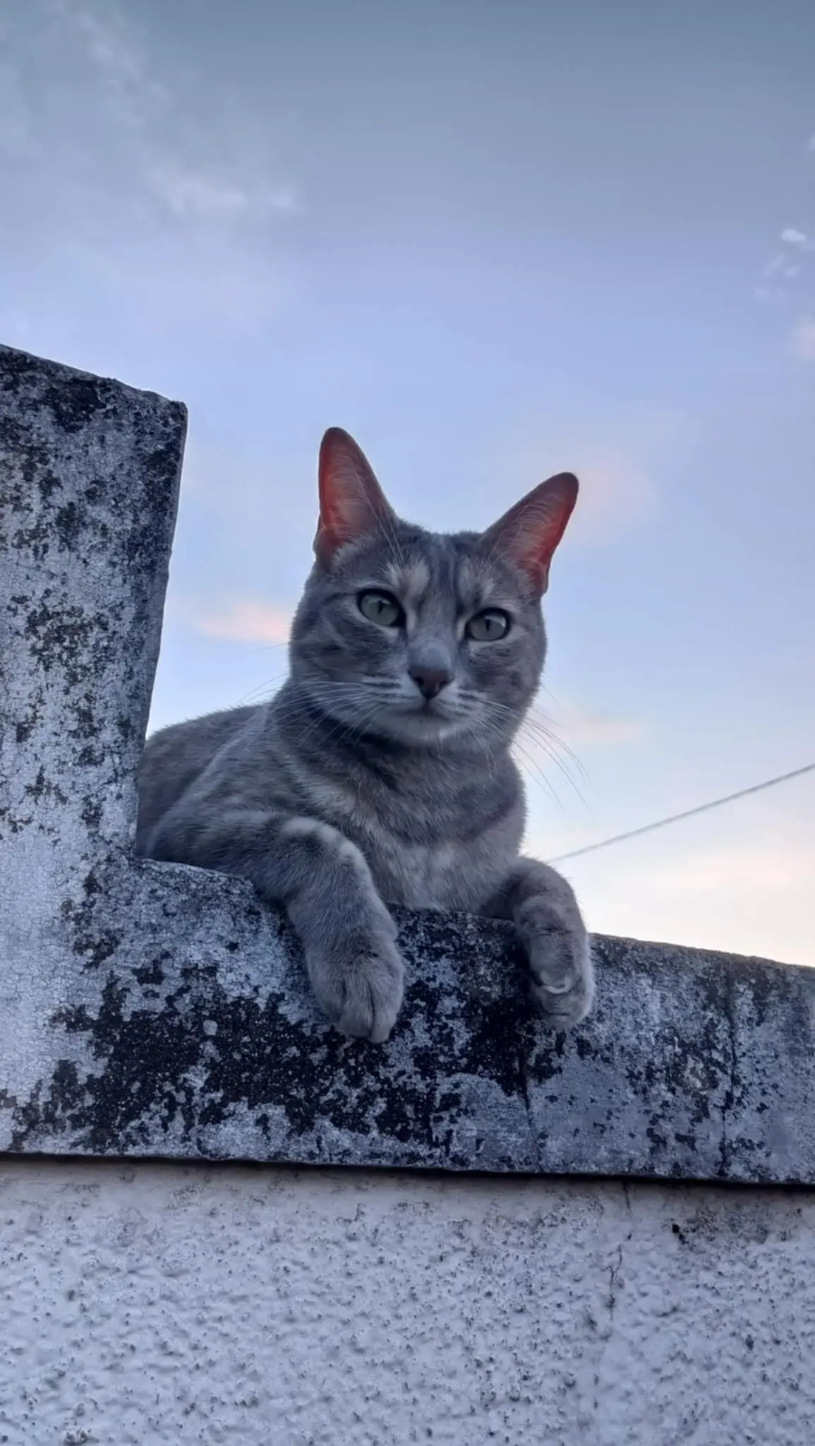 Chatte Perdue 44 Loire-Atlantique - Tia Chatte Perdue 44 Loire-Atlantique - Tia