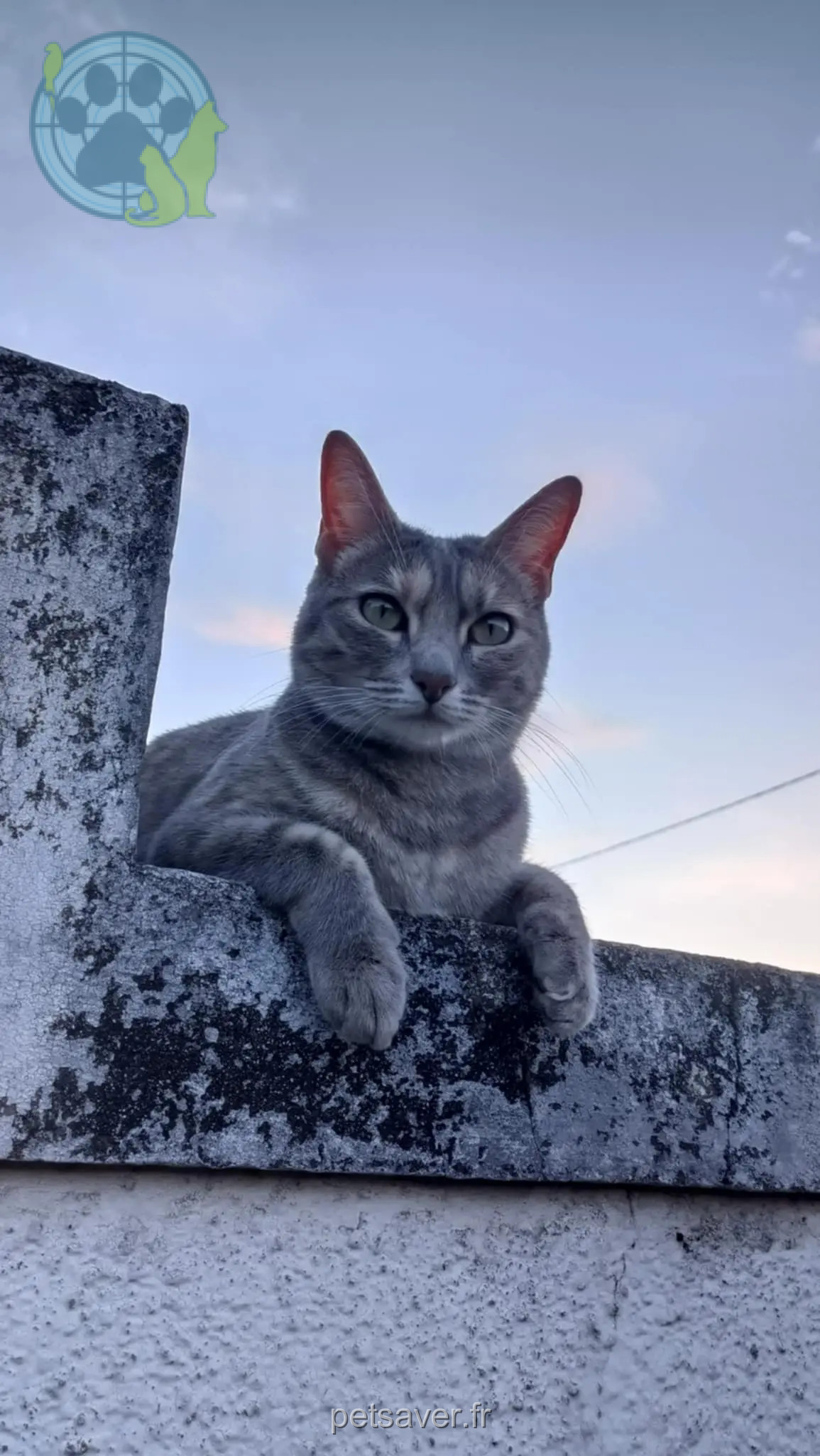 Chatte Perdue 44 Loire-Atlantique - Tia Chatte Perdue 44 Loire-Atlantique - Tia