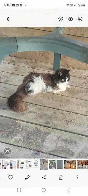 chatte lost   44230 Saint-Sébastien-sur-Loire Timcampy