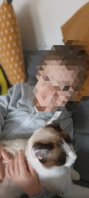 chatte lost   44115 Haute-Goulaine Tokyo