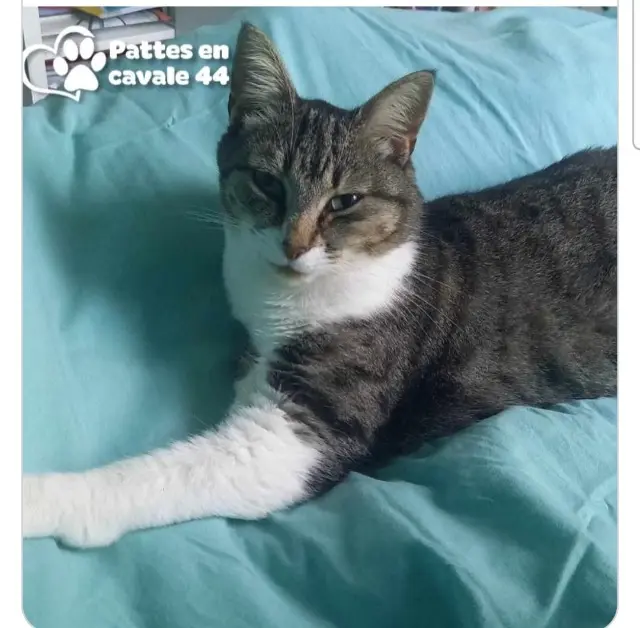 chatte lost   44160 Pontchâteau Topaze