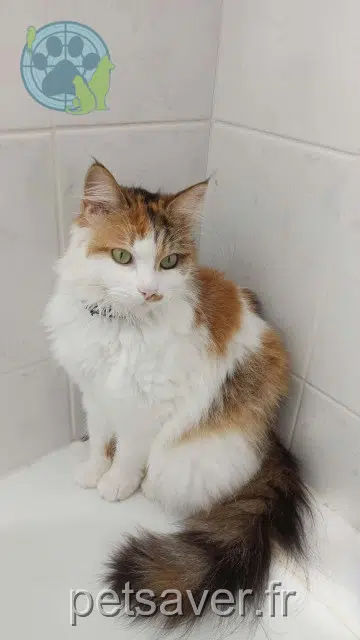 cat lost   44850 Mouzeil Topaze
