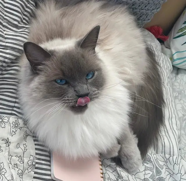 chatte lost   44430 Le Loroux-Bottereau Topaze