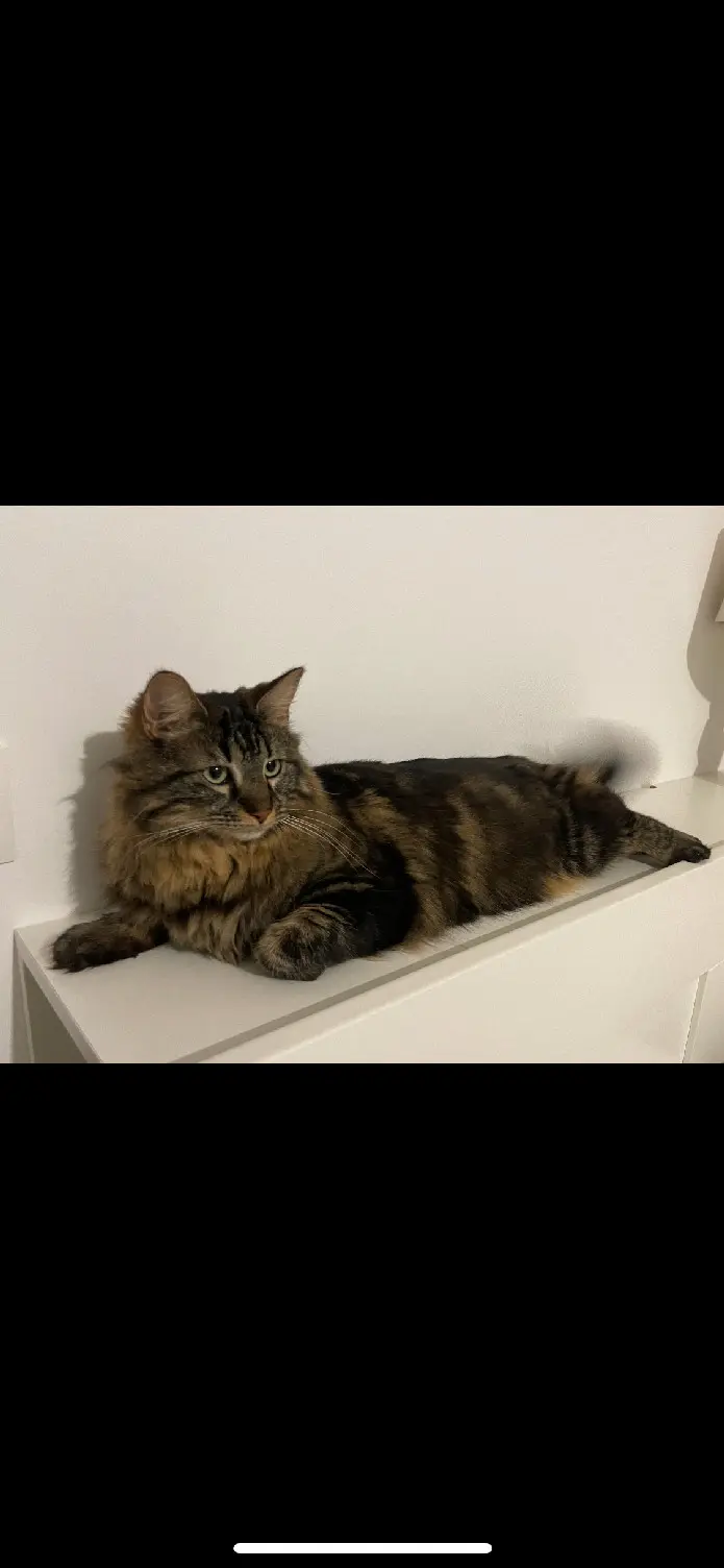 Chatte Perdue 44 Loire-Atlantique - Toscane Chatte Perdue 44 Loire-Atlantique - Toscane