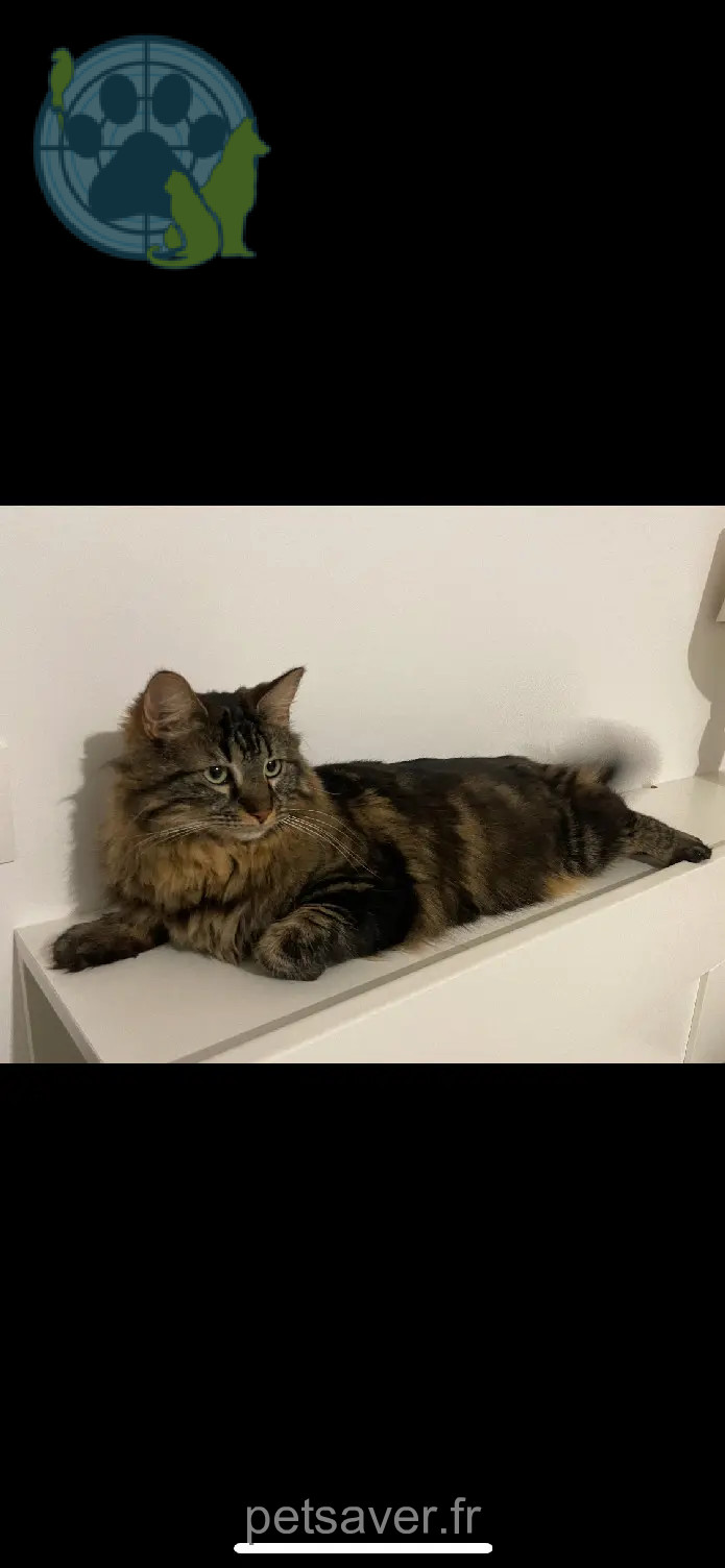Chatte Perdue 44 Loire-Atlantique - Toscane Chatte Perdue 44 Loire-Atlantique - Toscane