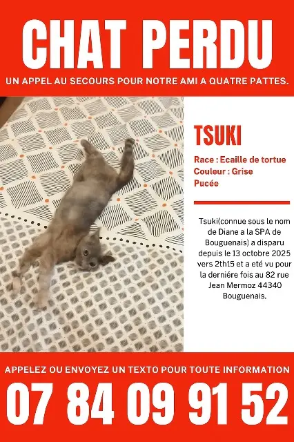 chatte lost   44340 Bouguenais Tsuki