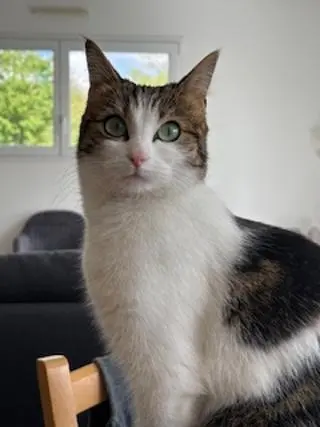 chatte lost   44119 Treillières Tysha