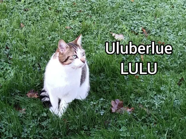 chatte lost   44117 Saint-André-des-Eaux Uluberlue