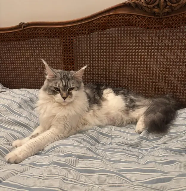 chatte lost   44760 La Bernerie-en-Retz Unava