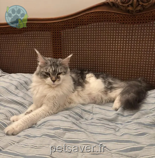 chatte perdue 44760 La Bernerie-en-Retz Unava chatte lost 44760 La Bernerie-en-Retz Unava