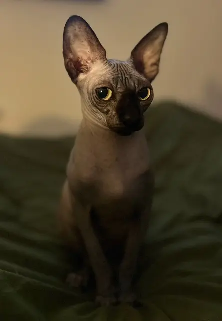 chatte lost   44640 Saint-Jean-de-Boiseau U’truffe