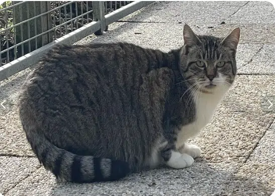chatte lost   44860 Saint-Aignan-Grandlieu Vahiana