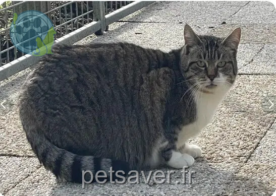 gata perdida 44860 Saint-Aignan-Grandlieu Vahiana gata lost 44860 Saint-Aignan-Grandlieu Vahiana