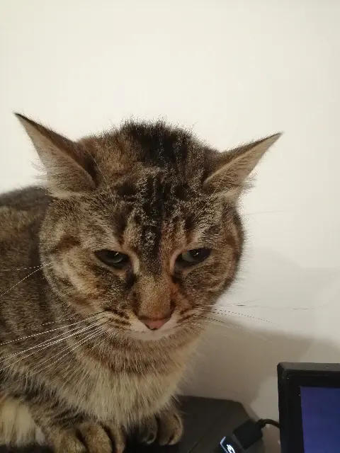 chatte lost   44370  Valkia