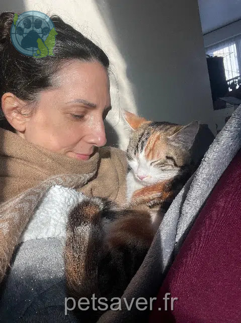 kat vermist 44310 La Limouzinière Vanille kat lost 44310 La Limouzinière Vanille