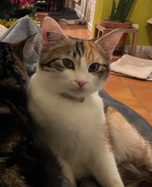 chatte lost   44310 La Limouzinière Vanille