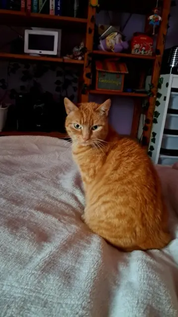 chatte lost   44750 Quilly Vanrechem Le Roux Julia