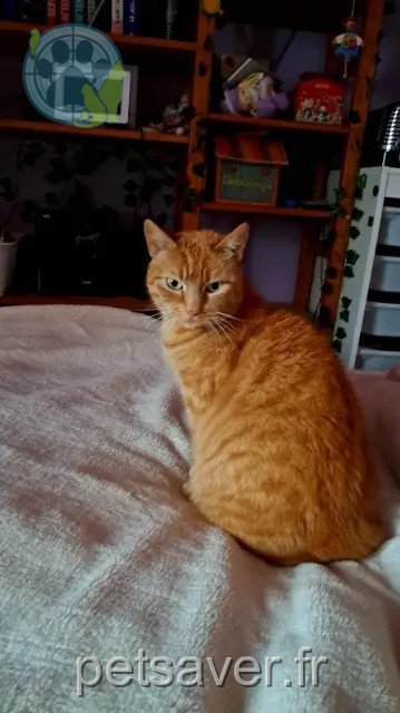 kat vermist 44750 Quilly Vanrechem Le Roux Julia kat lost 44750 Quilly Vanrechem Le Roux Julia