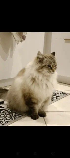 chatte lost   44240 La Chapelle-sur-Erdre Venise