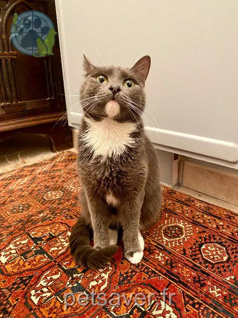 chatte perdue 44600 Saint-Nazaire Vicky chatte lost 44600 Saint-Nazaire Vicky