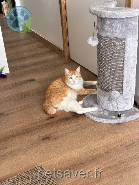 cat lost   44390 Puceul Vicky