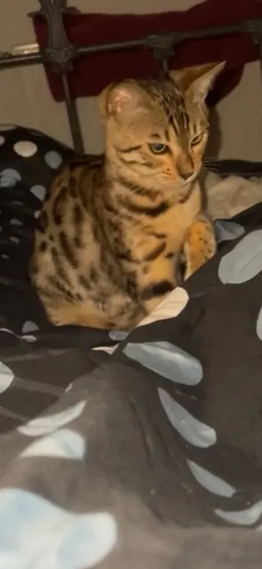 chatte lost   44115 Basse-Goulaine vida « vivi »