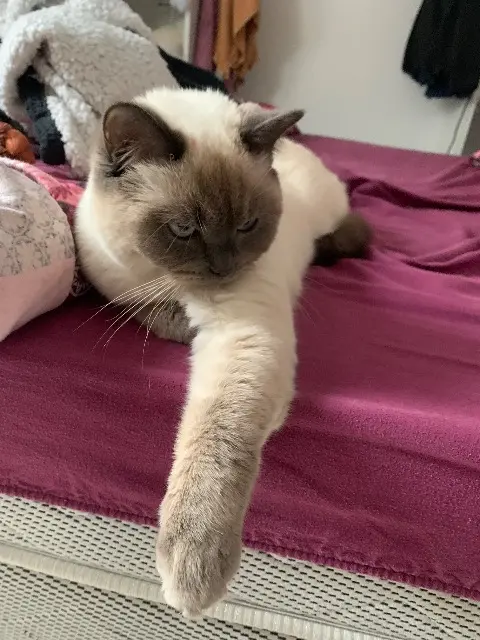 chatte lost   44590 Sion-les-Mines Winnie