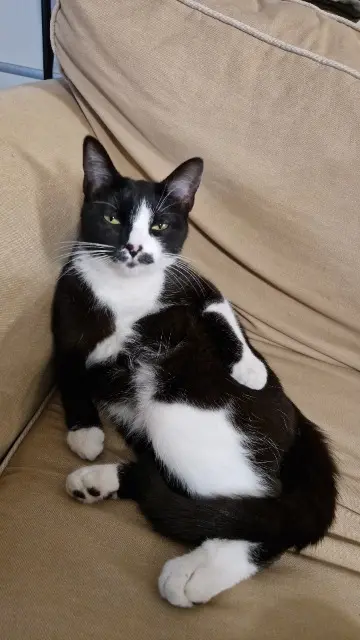 chatte lost   44800 Saint-Herblain Xayah
