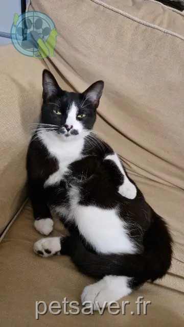 cat lost 44800 Saint-Herblain Xayah cat lost 44800 Saint-Herblain Xayah