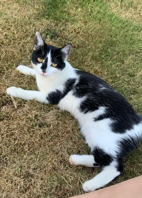 chatte lost   44850 Le Cellier Yogi