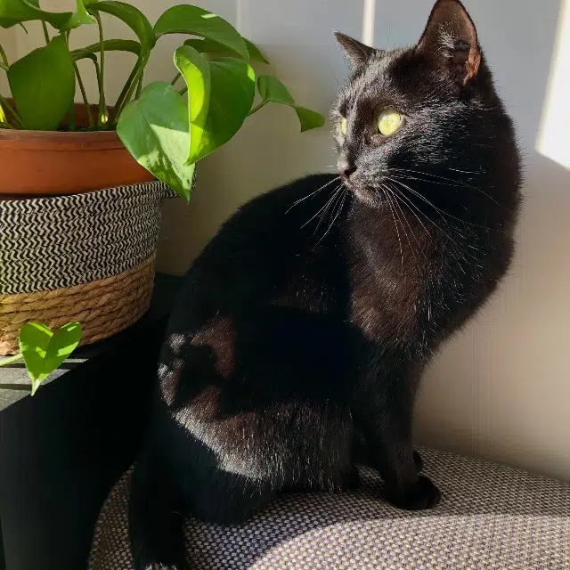 chatte lost   44600 Saint-Nazaire Yoko