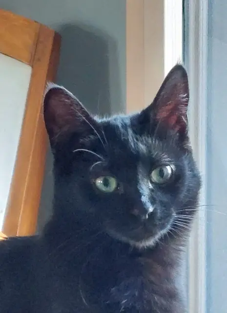 cat lost   44119 Treillières Yumi